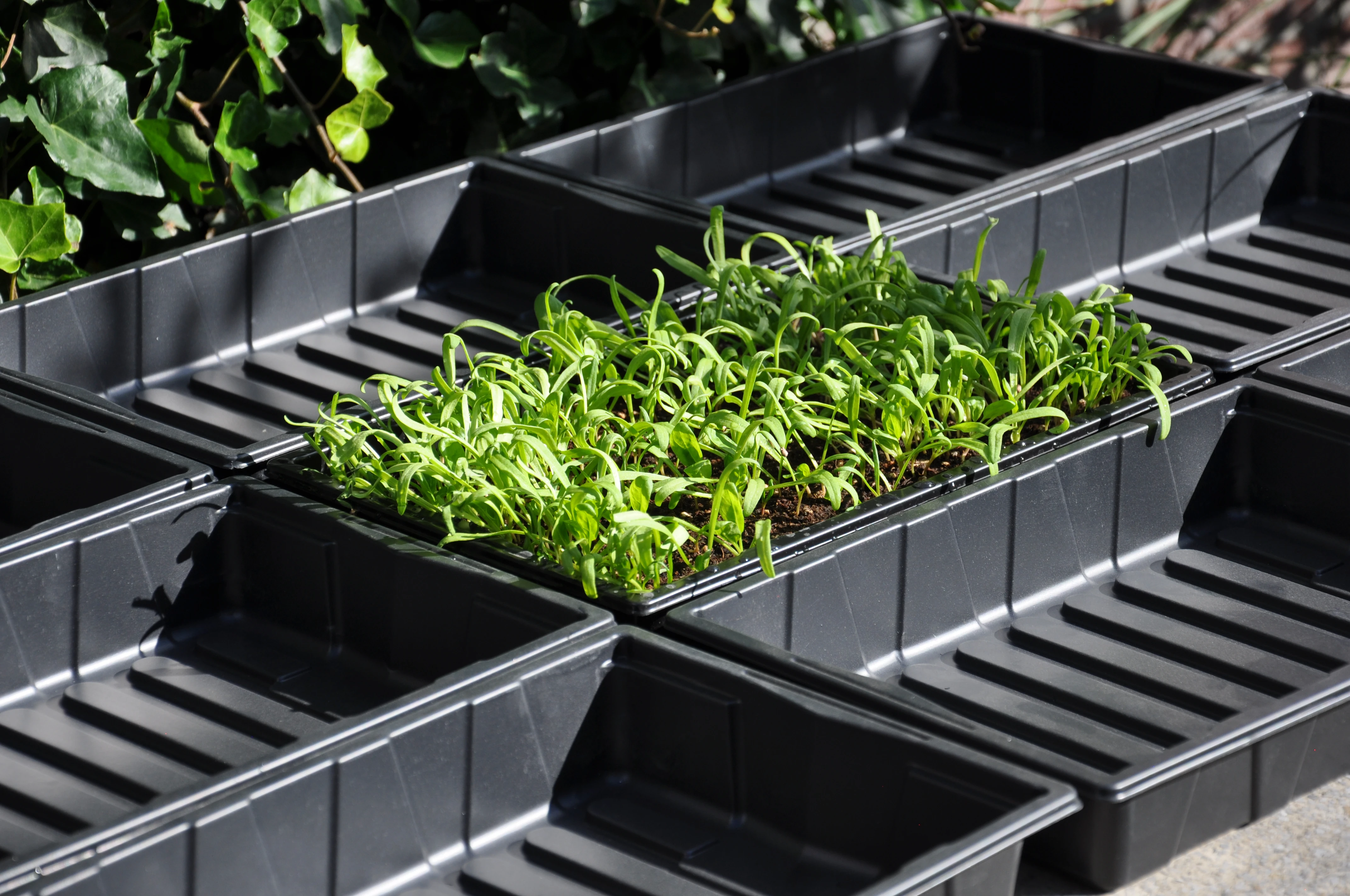 Royal Well Seed Tray 37.5 x 23 x 6 cm - Afbeelding 1